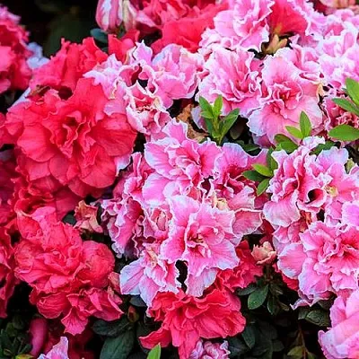 Декоративные растения  Декоративные растения в Владимире