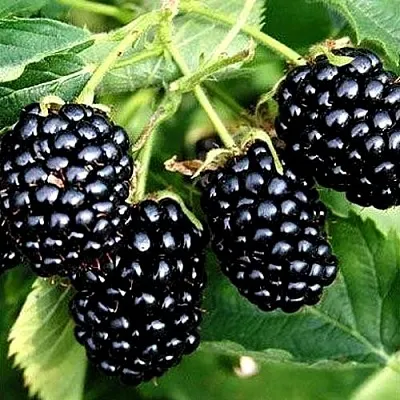 Ежевика ПРАЙМ АРК ТРЕВЕЛЕР ремонтантная  Ежевика ПРАЙМ АРК ТРЕВЕЛЕР ремонтантная в Владимире