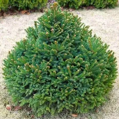 Ель БАРРИ обыкновенная  Ель БАРРИ обыкновенная в Владимире