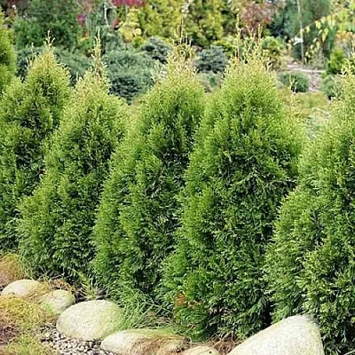 Туя СМАРАГД ВИТБОНТ западная  Туя СМАРАГД ВИТБОНТ западная в Владимире