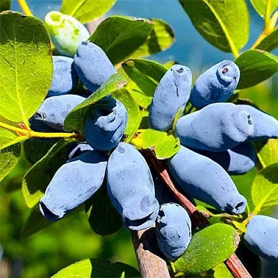 Жимолость съедобная АВРОРА  Жимолость съедобная АВРОРА в Владимире