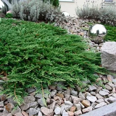 Можжевельник ПРИНЦ ОФ УЭЛЬС горизонтальный  Можжевельник ПРИНЦ ОФ УЭЛЬС горизонтальный в Владимире