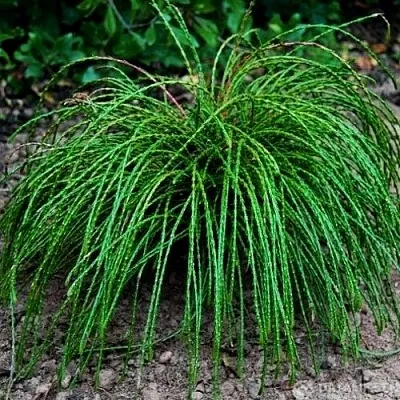 Туя ВИПКОРД складчатая  Туя ВИПКОРД складчатая в Владимире