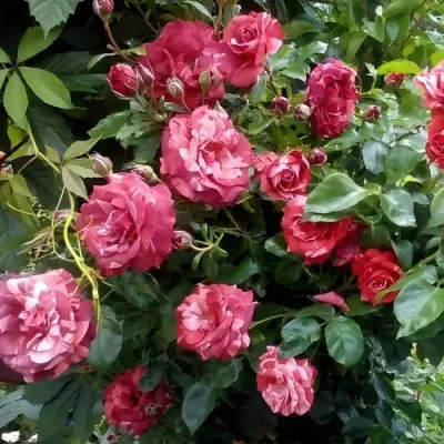 Саженцы роз БРАУНИ плетистая — описание сорта Саженцы роз БРАУНИ плетистая в Владимире