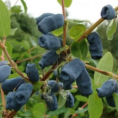 Жимолость съедобная ПУШКИНСКАЯ  Жимолость съедобная ПУШКИНСКАЯ в Владимире