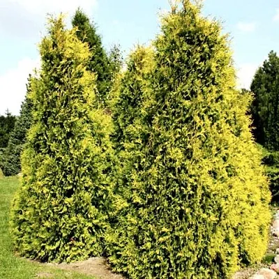 Туя САЛЛАНД западная  Туя САЛЛАНД западная в Владимире