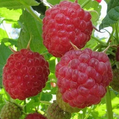 Малина НОВОСТЬ КУЗЬМИНА  в Владимире