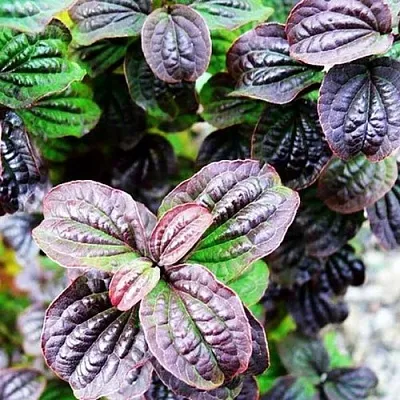 дерен КОМПРЕССА кроваво-красный  дерен КОМПРЕССА кроваво-красный в Владимире