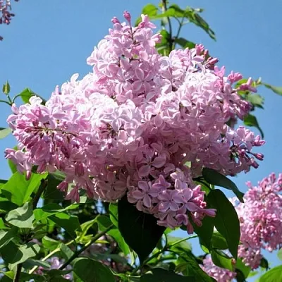 Сирень БУФФОН  Сирень БУФФОН в Владимире