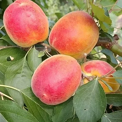 Абрикос ОСОБЕННЫЙ ДЕНИСЮКА  Абрикос ОСОБЕННЫЙ ДЕНИСЮКА в Владимире