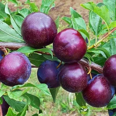 Шарафуга ВЕЛЬВЕТ САНРАЙЗ  Шарафуга ВЕЛЬВЕТ САНРАЙЗ в Владимире