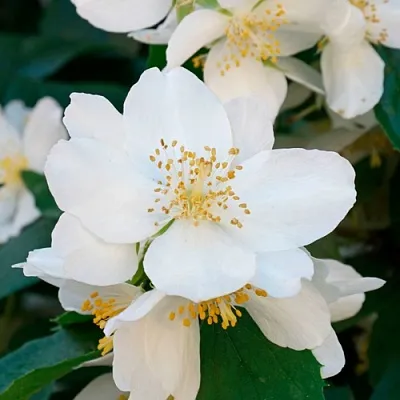 Жасмин ЮСТИНКА в Владимире