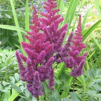 Астильба КАРАОКЕ ПАРТИ китайская  Астильба КАРАОКЕ ПАРТИ китайская в Владимире