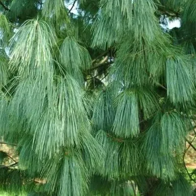 Сосна гриффита — описание сорта Сосна гриффита в Владимире