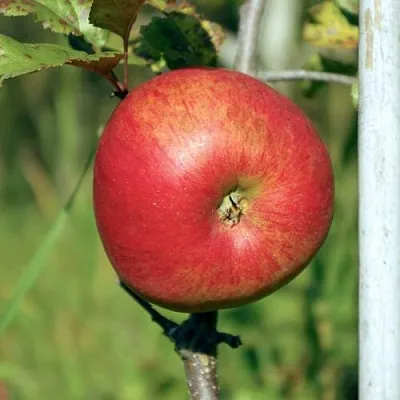 Яблоня ДЫЯМЕНТ  Яблоня ДЫЯМЕНТ в Владимире