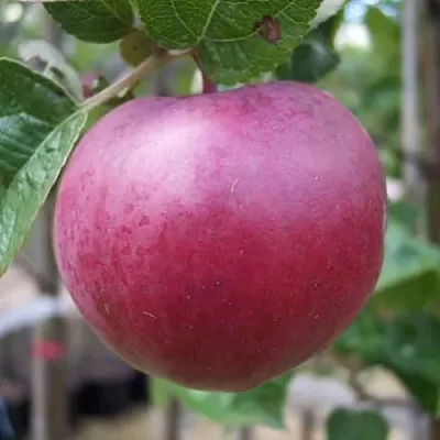 Яблоня НОРИС  Яблоня НОРИС в Владимире