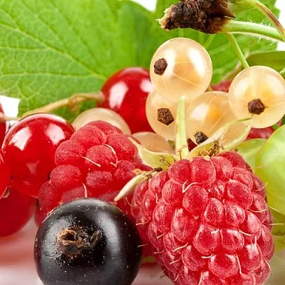 Плодовые кустарники  Плодовые кустарники в Владимире