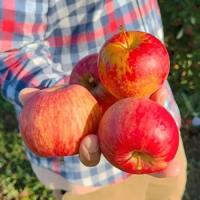 Яблоня КРАСАВИТА  Яблоня КРАСАВИТА в Владимире