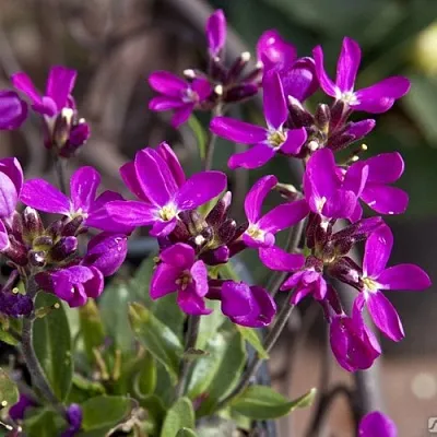 Арабис РОУЗ делайт  Арабис РОУЗ делайт в Владимире