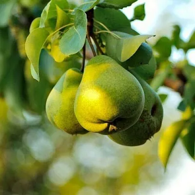 Груша СТОЛИЧНАЯ колонновидная  Груша СТОЛИЧНАЯ колонновидная в Владимире