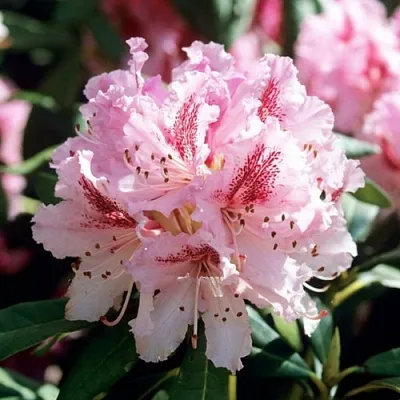 Рододендрон ЧИР в Владимире