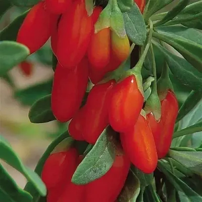 Годжи ВЯЧЕСЛАВ  Годжи ВЯЧЕСЛАВ в Владимире