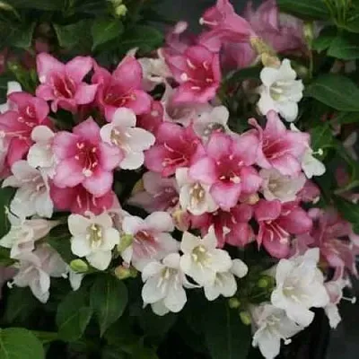 Вейгела КАРНАВАЛ  Вейгела КАРНАВАЛ в Владимире