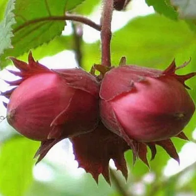 Фундук АЙВЕНГО  Фундук АЙВЕНГО в Владимире
