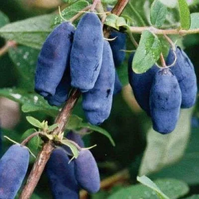 Жимолость съедобная ЛАЗУРНАЯ  Жимолость съедобная ЛАЗУРНАЯ в Владимире