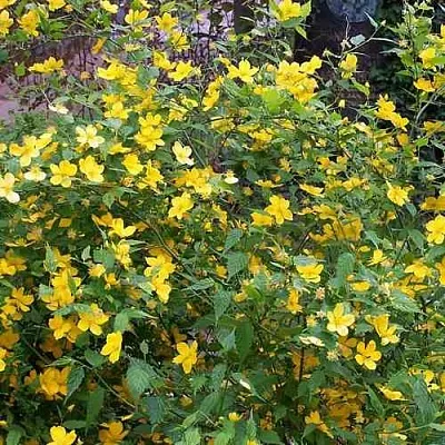 Керрия японская ГОЛДЕН ГИНЕЯ  Керрия японская ГОЛДЕН ГИНЕЯ в Владимире