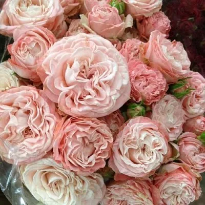 Саженцы роз МАДАМ БОМБАСТИК спрей  Саженцы роз МАДАМ БОМБАСТИК спрей в Владимире