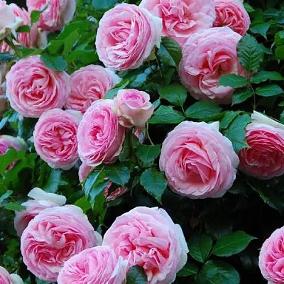 Саженцы роз ПЬЕР ДЕ РОНСАР плетистая  Саженцы роз ПЬЕР ДЕ РОНСАР плетистая в Владимире