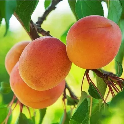 Абрикос ДЕБЮТ  Абрикос ДЕБЮТ в Владимире