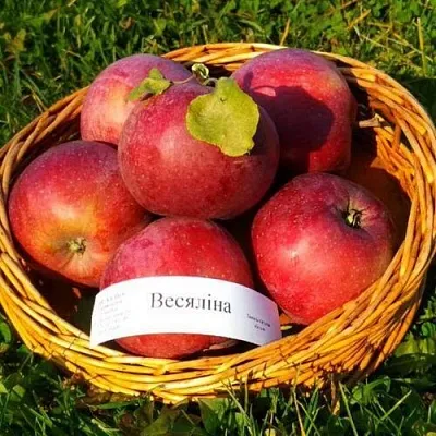 Яблоня ВЕСЯЛИНА  Яблоня ВЕСЯЛИНА в Владимире