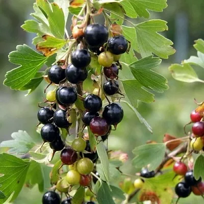 Смородина золотистая ПЛОТНОМЯСАЯ  Смородина золотистая ПЛОТНОМЯСАЯ в Владимире