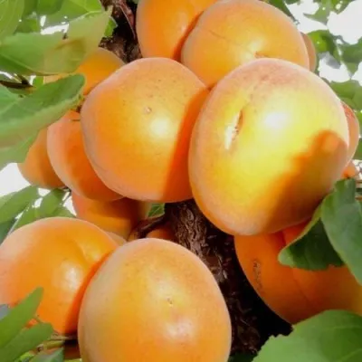 Абрикос ДЕСЕРТНЫЙ — описание сорта Абрикос ДЕСЕРТНЫЙ в Владимире