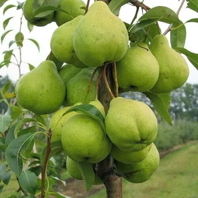 Груша ДЕКОР колонновидная  Груша ДЕКОР колонновидная в Владимире