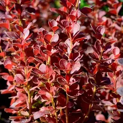 Барбарис ВУЛКАНО тунберга  Барбарис ВУЛКАНО тунберга в Владимире