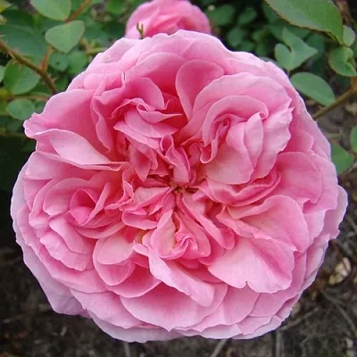 Саженцы роз ХАЙДИ ХОЛЛ английская  Саженцы роз ХАЙДИ ХОЛЛ английская в Владимире