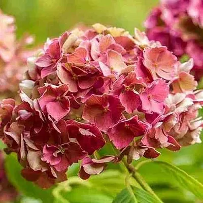 Гортензия ПРЕЦИОЗА пильчатая в Владимире