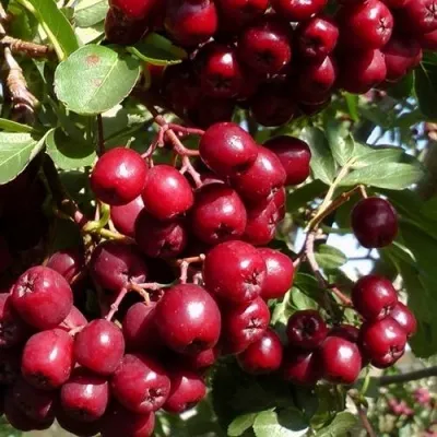 Рябина ГРАНАТНАЯ сладкоплодная — описание сорта Рябина ГРАНАТНАЯ сладкоплодная в Владимире