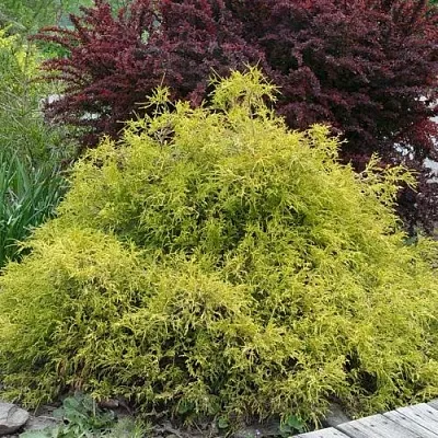 Кипарисовик ГОЛДЕН МОП горохоплодный  Кипарисовик ГОЛДЕН МОП горохоплодный в Владимире