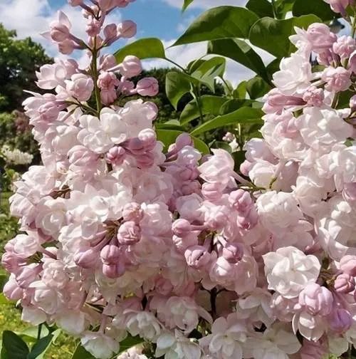 Сирень КРАСАВИЦА МОСКВЫ (привитая) в Владимире