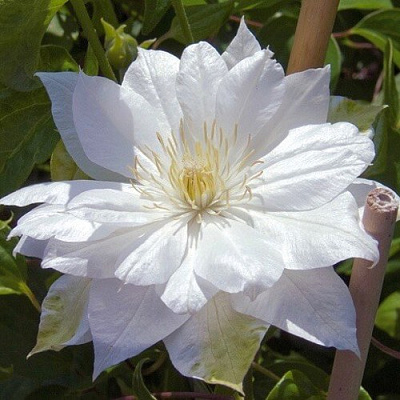 Клематис ДАЧЕСС ОФ ЭДИНБУРГ в Владимире