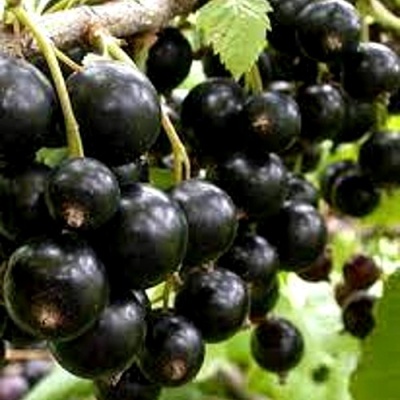 Смородина черная ОРЛОВСКИЙ ВАЛЬС в Владимире