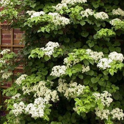 Черешковая в Владимире