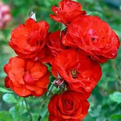 Роза ФАЙЕР КИНГ спрей  в Владимире