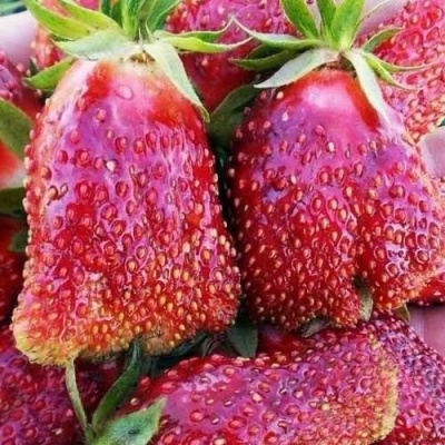Клубника КУПЧИХА в Владимире