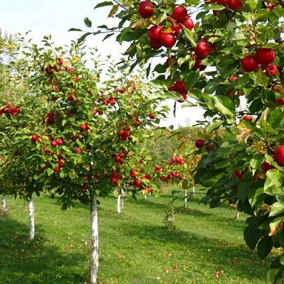 Плодовые деревья в Владимире