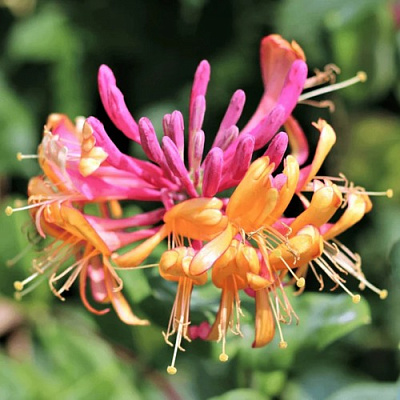 Жимолость ГЕКРОТА в Владимире